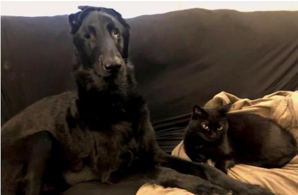 بالفيديو: صداقة قوية تنشأ بين قطة وكلب أعمى